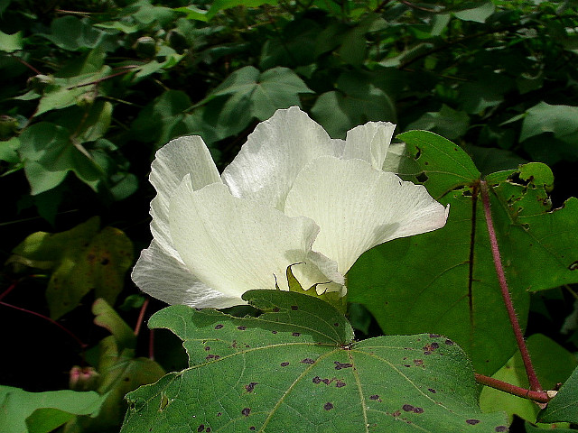 목화밭풍경 이미지