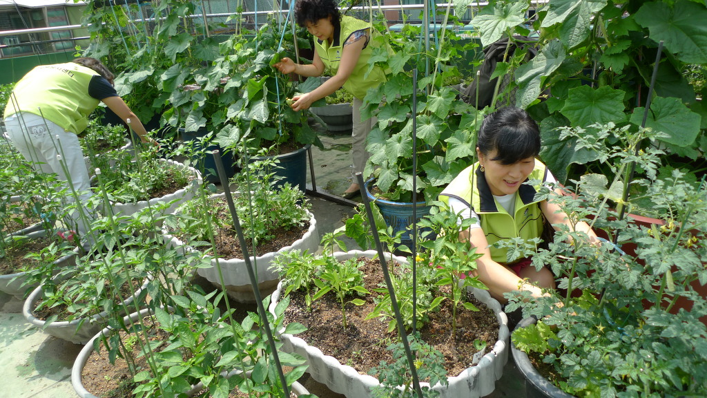 용강야채 이미지