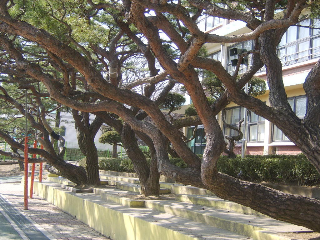 양지초등학교 이미지