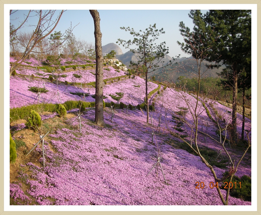 동산잔디 이미지