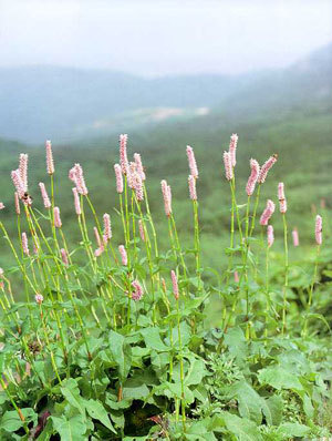 세로운 이미지