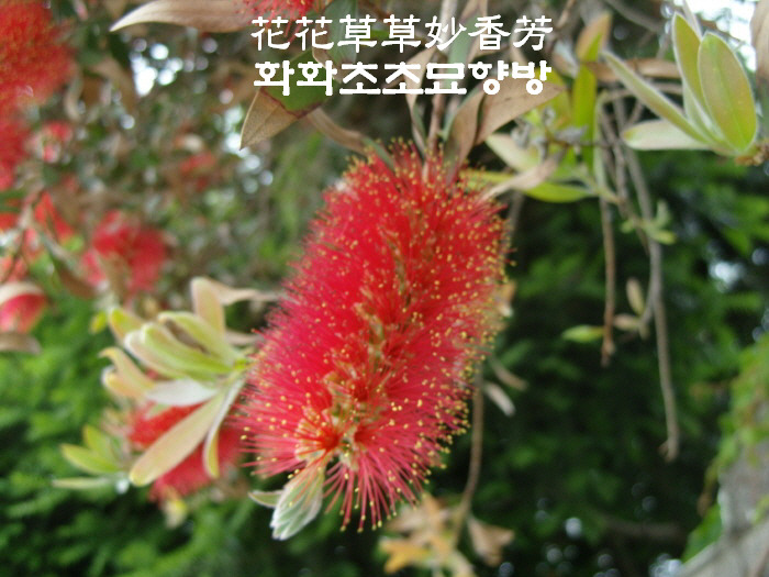 수수 이미지