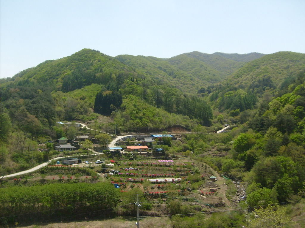 하동약초 이미지