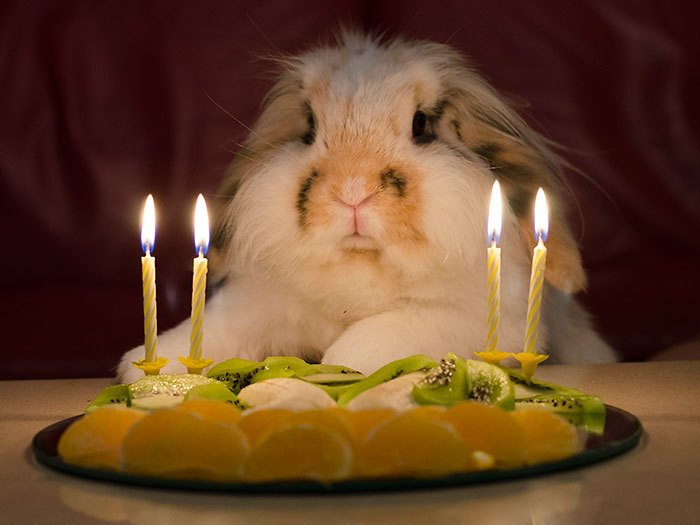 생일파티하는 동물들.jpg | 인스티즈