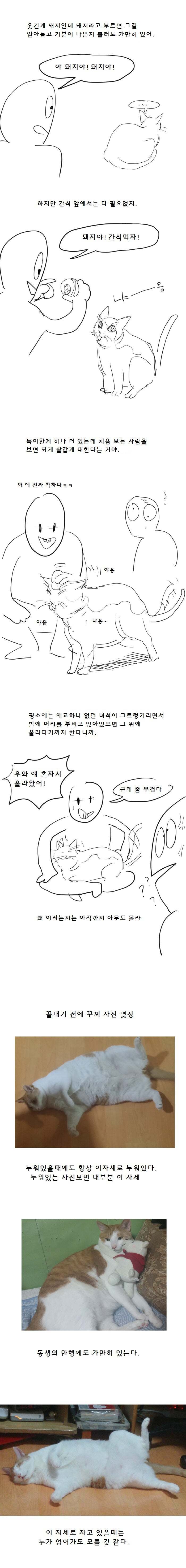 [만화] 우리집 똥 고양이 이야기 | 인스티즈