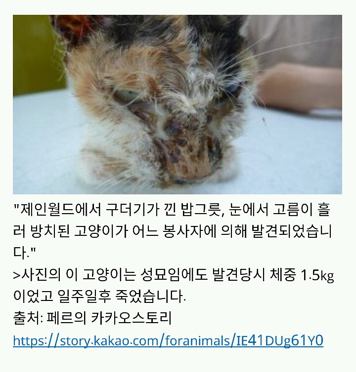 아산에서 또다시 희생당하는 동물이 나타나지않게 서명하자!(사진 끔찍주의) | 인스티즈