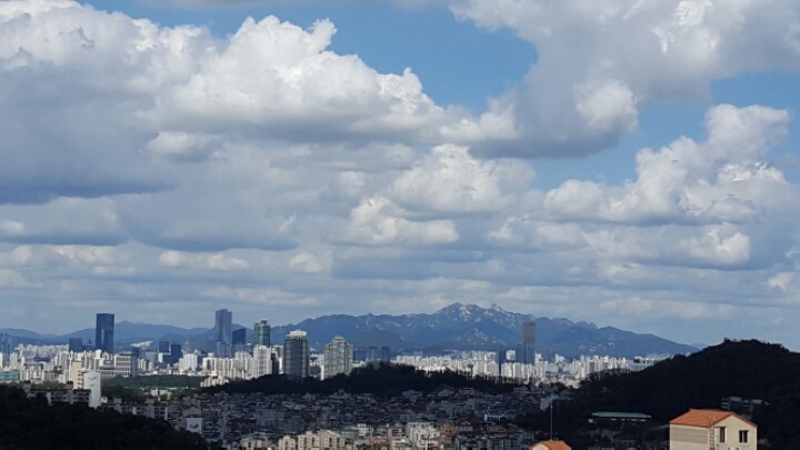잣나무 숲 이미지