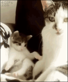 엄마 따라하는 새끼고양이 .GIF | 인스티즈