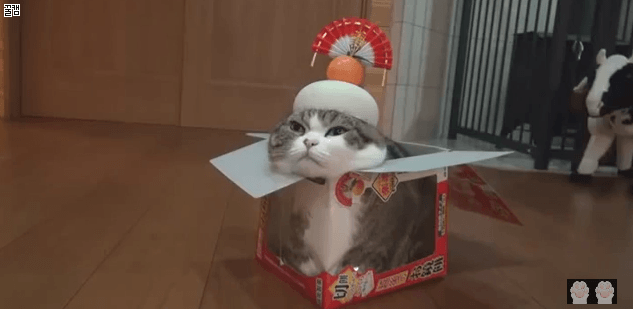 고양이 인형을 선물 받은 고양이 | 인스티즈
