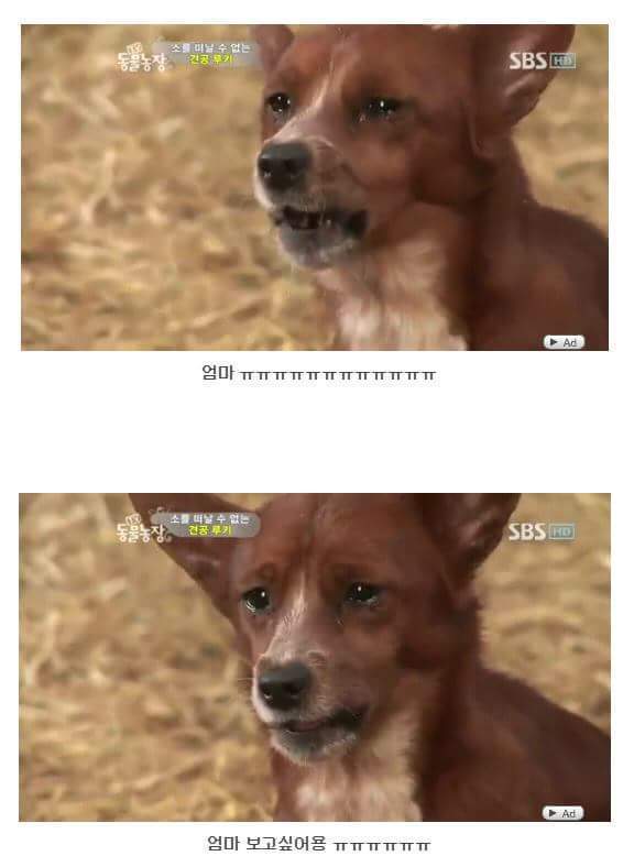의리빼면 시체인 강아지 | 인스티즈