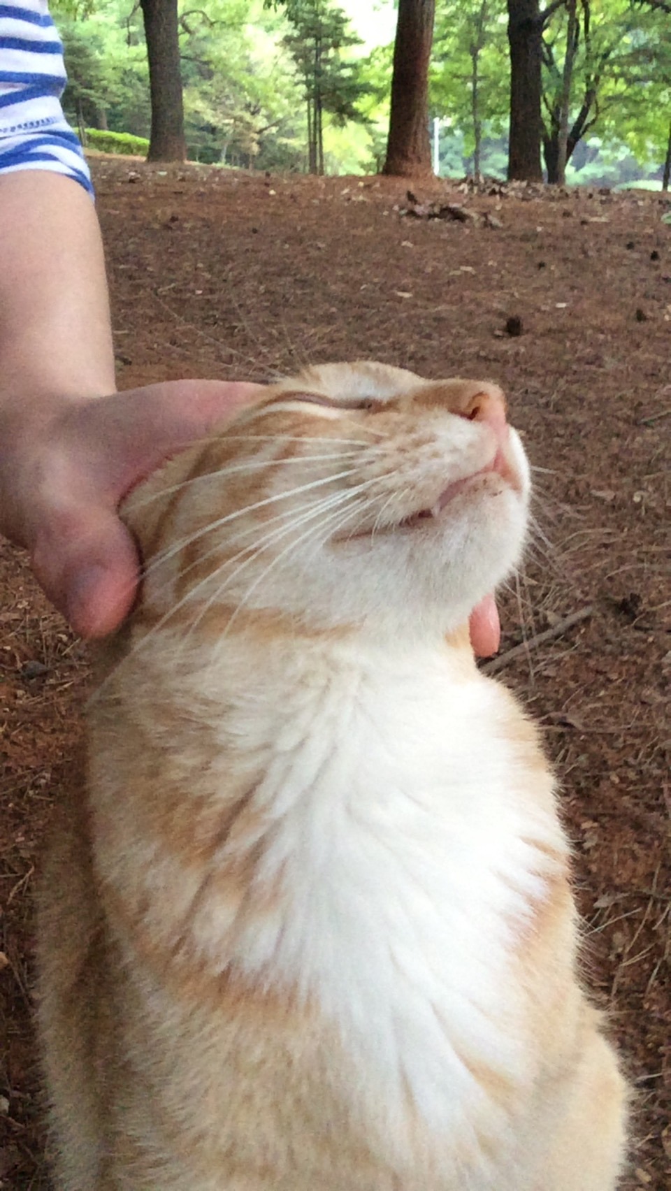 길냥이랑 친해진지 8개월째 | 인스티즈