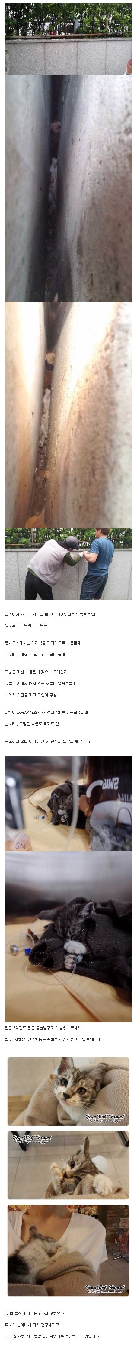 아기고양이 구출 | 인스티즈