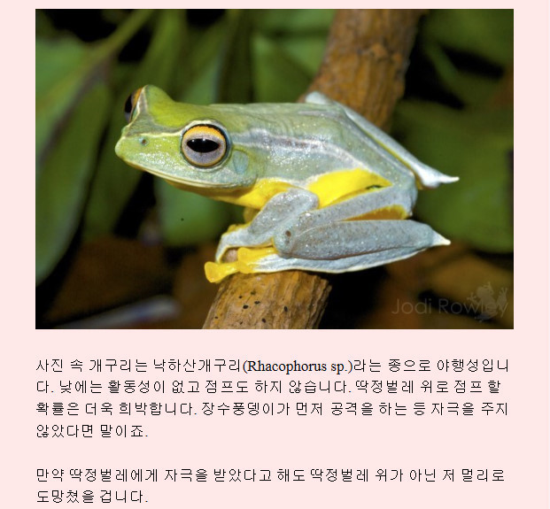 장수풍뎅이를 탄 개구리의 비밀.jpg | 인스티즈