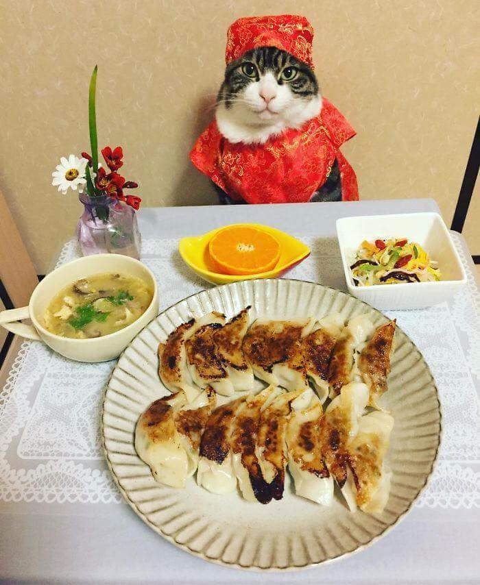 댕댕이는 따라갈 수 없는 갓냥이 절제력.jpg | 인스티즈