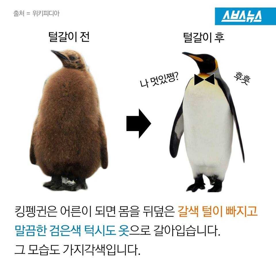 펭귄에게 벌어지는 일들 | 인스티즈