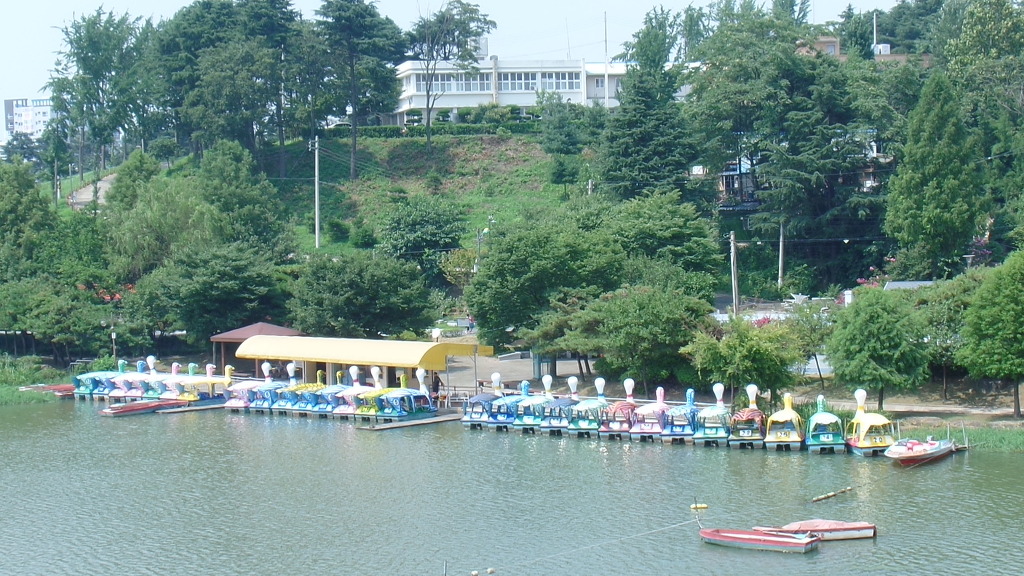 데이트 코스로 유명한 전주 덕진공원 예쁜 연꽃 풍경 | 인스티즈