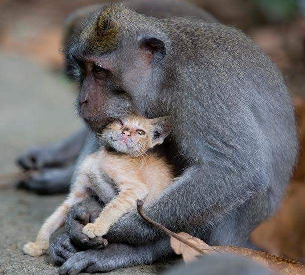 감동주의... 고양이를 사랑한 원숭이 | 인스티즈