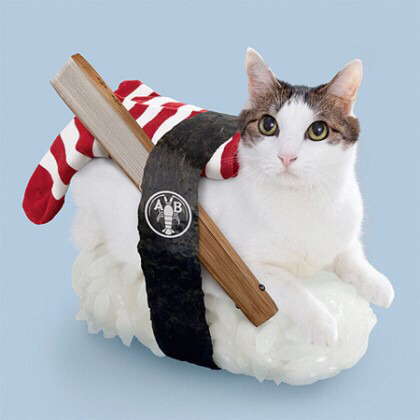 일본에 있다는 고양이 초밥 | 인스티즈