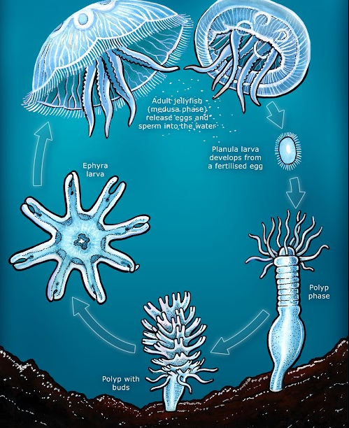 생명이 실제로 무한대인 동물 | 인스티즈
