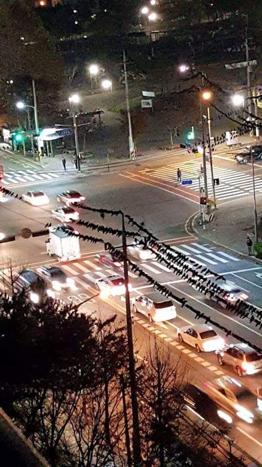 어제자(17일) 안산 성안고 사거리 | 인스티즈