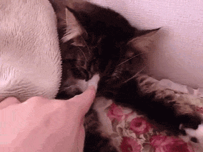 두통이 심한 고양이들.jpgif | 인스티즈