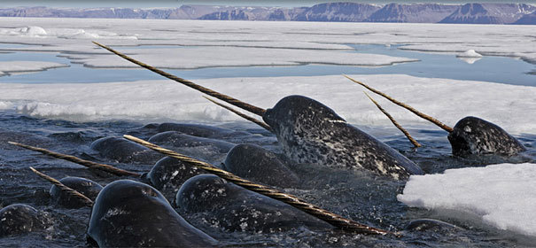 우리가몰랐던 신기한 동물들.JPG | 인스티즈