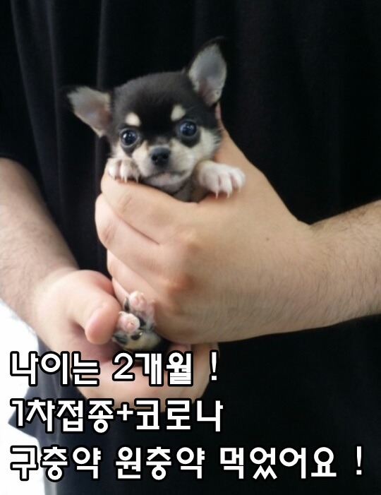 꼬미 이미지
