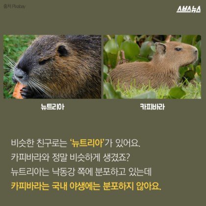 동물들중에 제일 친화력 좋은 친구 '카피바라' | 인스티즈