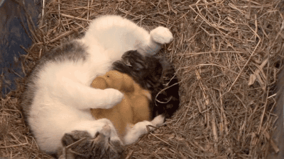 새끼오리와 고양이 | 인스티즈