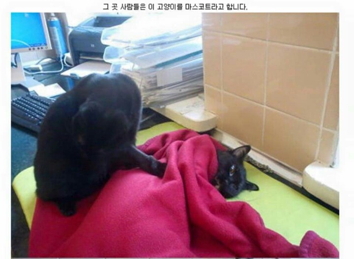 냐이팅게일 | 인스티즈