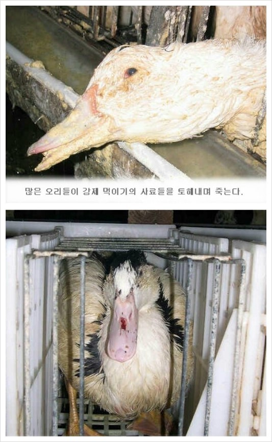 프랑스 니네는 한국 개고기 문화 비판 할 자격 없다 | 인스티즈