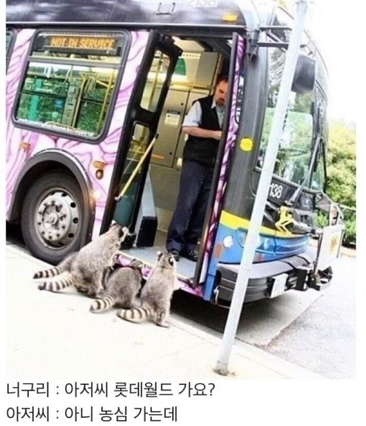너구리 이미지