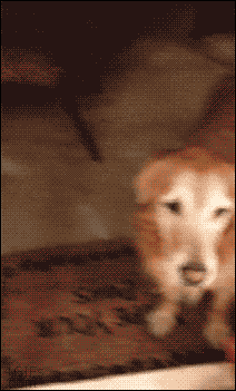 유리에 심하게 박아본 개 .gif | 인스티즈