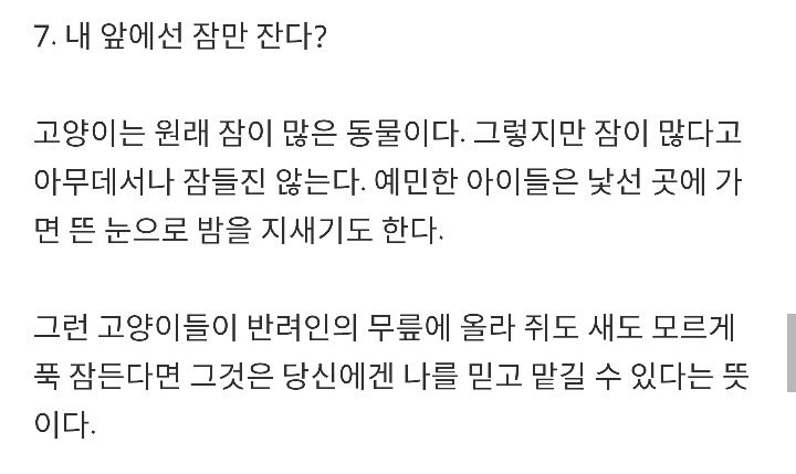 반려묘가 당신을 사랑하고 있다는 9가지 신호 | 인스티즈