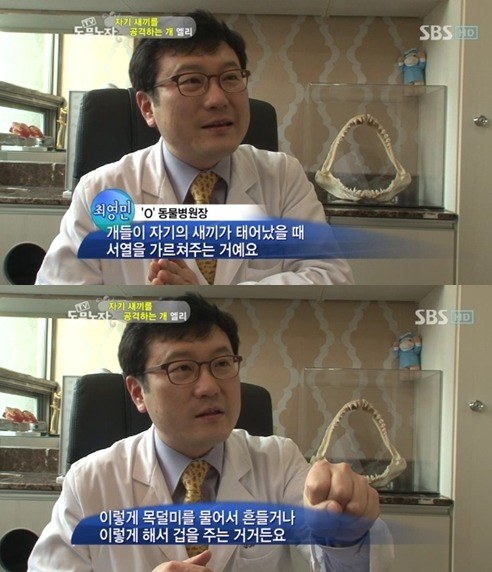 우리엄마 우리하테 왜이래오...(멍무룩) (동물농장 사모예드엄마+아가들) | 인스티즈