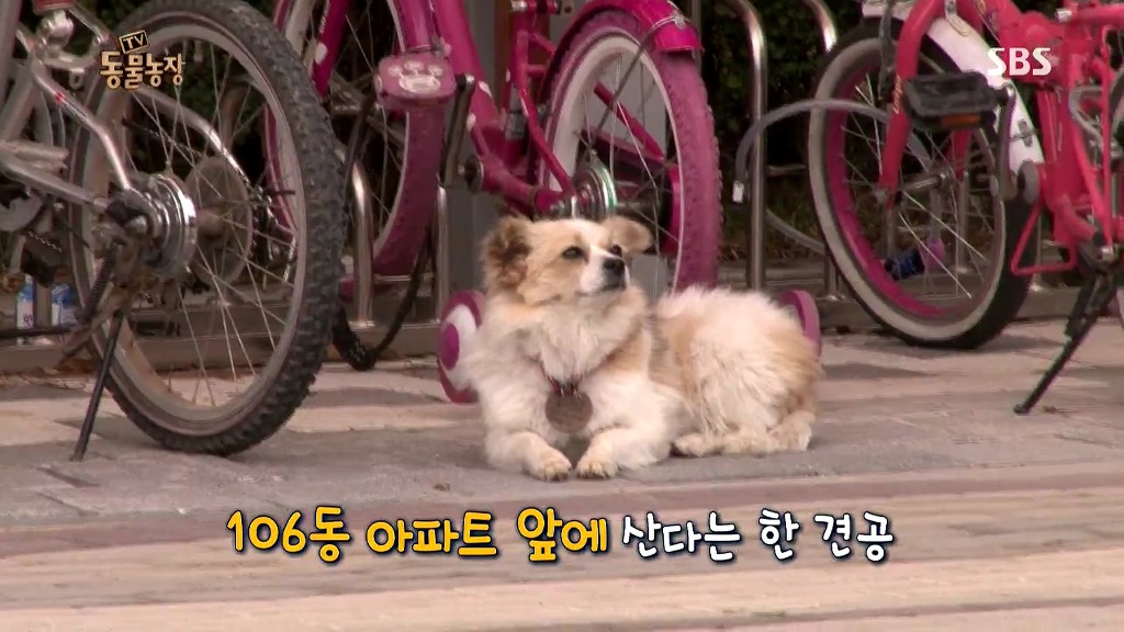 [동물농장] 106동 주민들이 키우는 강아지 | 인스티즈