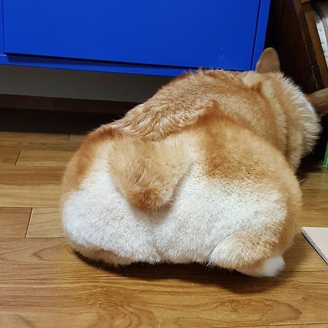 짧은 다리가 매력적인 웰시코기.gif | 인스티즈