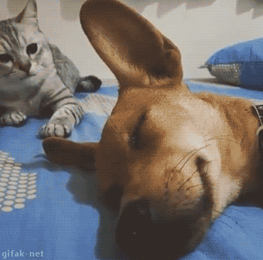 자기보다 큰 멍멍이 암살하려는 고양이.gif | 인스티즈