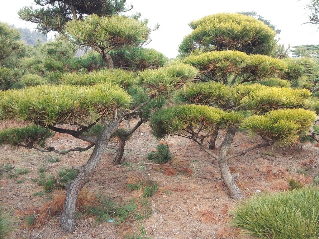 봄조경 이미지