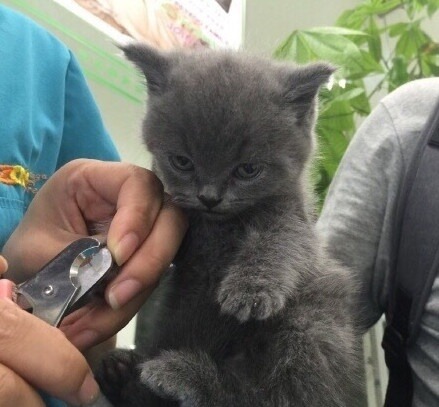 심기불편한 아기고양이 | 인스티즈