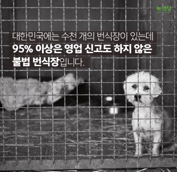 강아지 사지마세요 절대!!!!!!!!!!! (불쌍함주의) | 인스티즈
