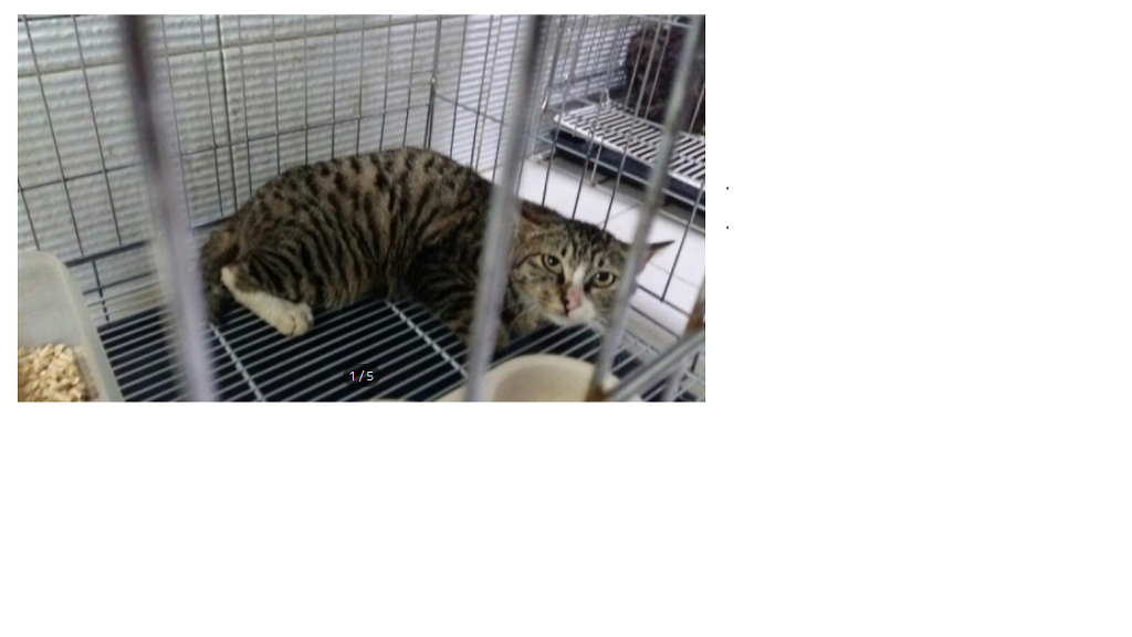 [같이가치] 전기줄에 걸려 뒷다리 절단수술을 하게 된 고양이 | 인스티즈