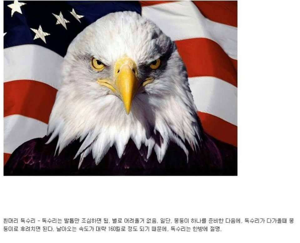 동물이랑 1대1로 싸워서 이기는 방법 개꿀팁. jpg | 인스티즈