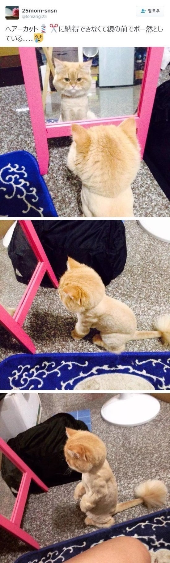 미용실 다녀온 후 거울만 보는 고양이 | 인스티즈