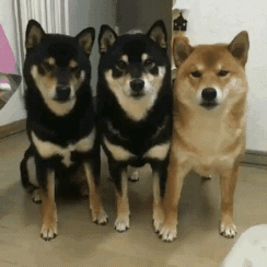 야 타이머 맞춘거 맞냐?.GIF | 인스티즈