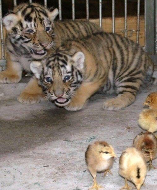 호랑이 우리에 병아리를 넣어보았다. 🐥 | 인스티즈