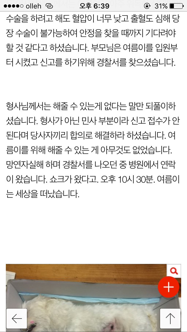 저희 개가 (여름이) 다른 개에게 물려 죽었습니다...(사진) | 인스티즈
