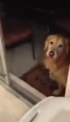 창문에 부딪혔었던 강아지.gif | 인스티즈