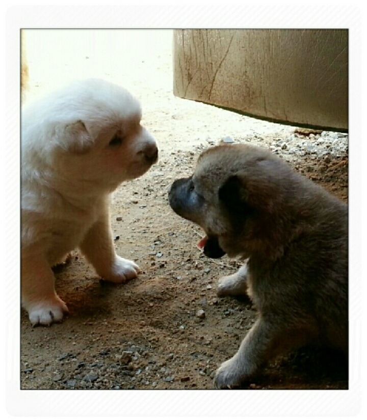 복실이 이미지
