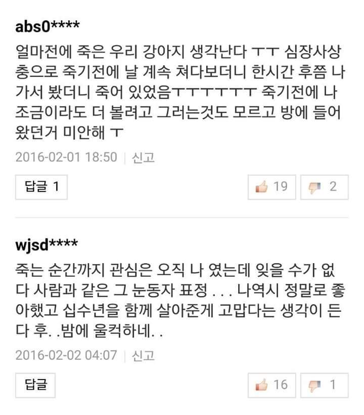 반려견들과 이별을 겪어본 사람들의 이야기 | 인스티즈